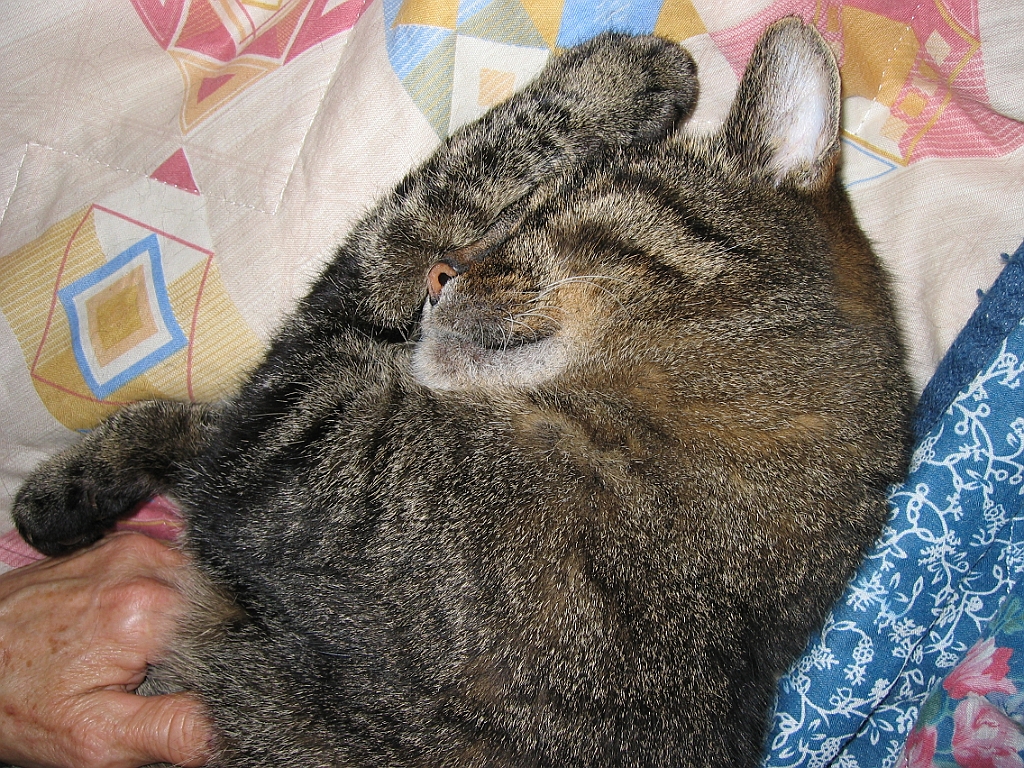 Micky dort sur maman 07.jpg